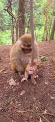 Baby monkey cute animals 20