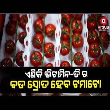 Genetically modified tomatoes contain more vitamin D, Says Scientists