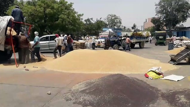 सरसों की बंपर पैदावार, फिर भी आसमान छू रहे तेल के दाम