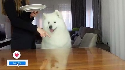 Leaving My Dog Alone with juicy steak pieces!