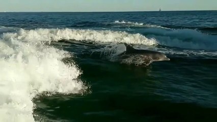A Pod of Dolphins in the Ocean