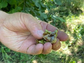 FINDIĞI 'DON' VURDU, ZARAR TESPİTİ BAŞLATILDI