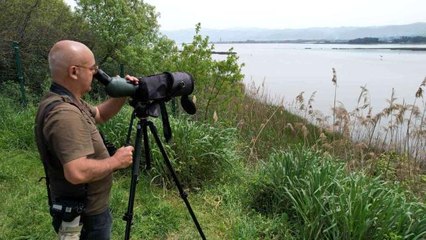 Hersek Lagünü'nün 'kuş hafiyesi' yaban hayatına ışık tutuyor