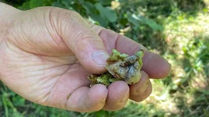 Doğu Karadeniz'de fındığı 'don' vurdu, zarar tespiti başlatıldı