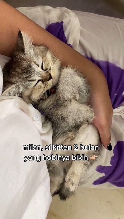 cat cute part 6