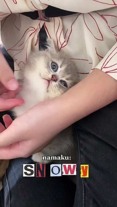 cat cute part 9