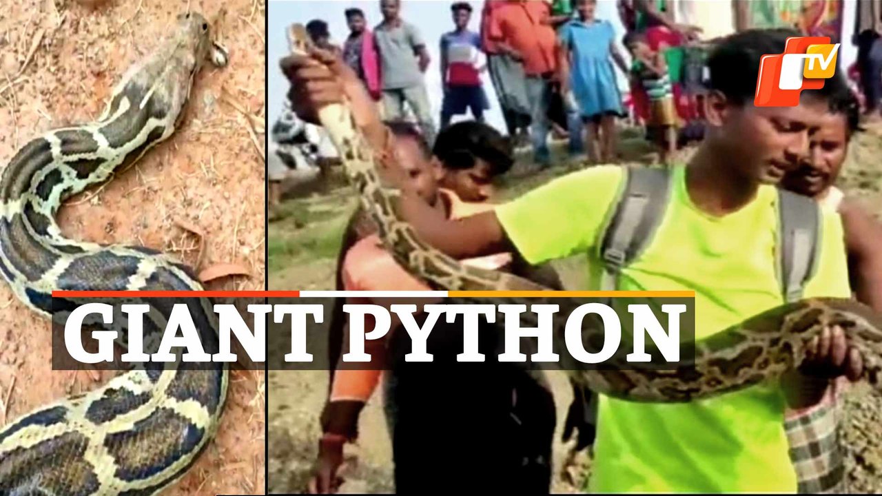 Giant Python Rescued In Jajpur, Odisha