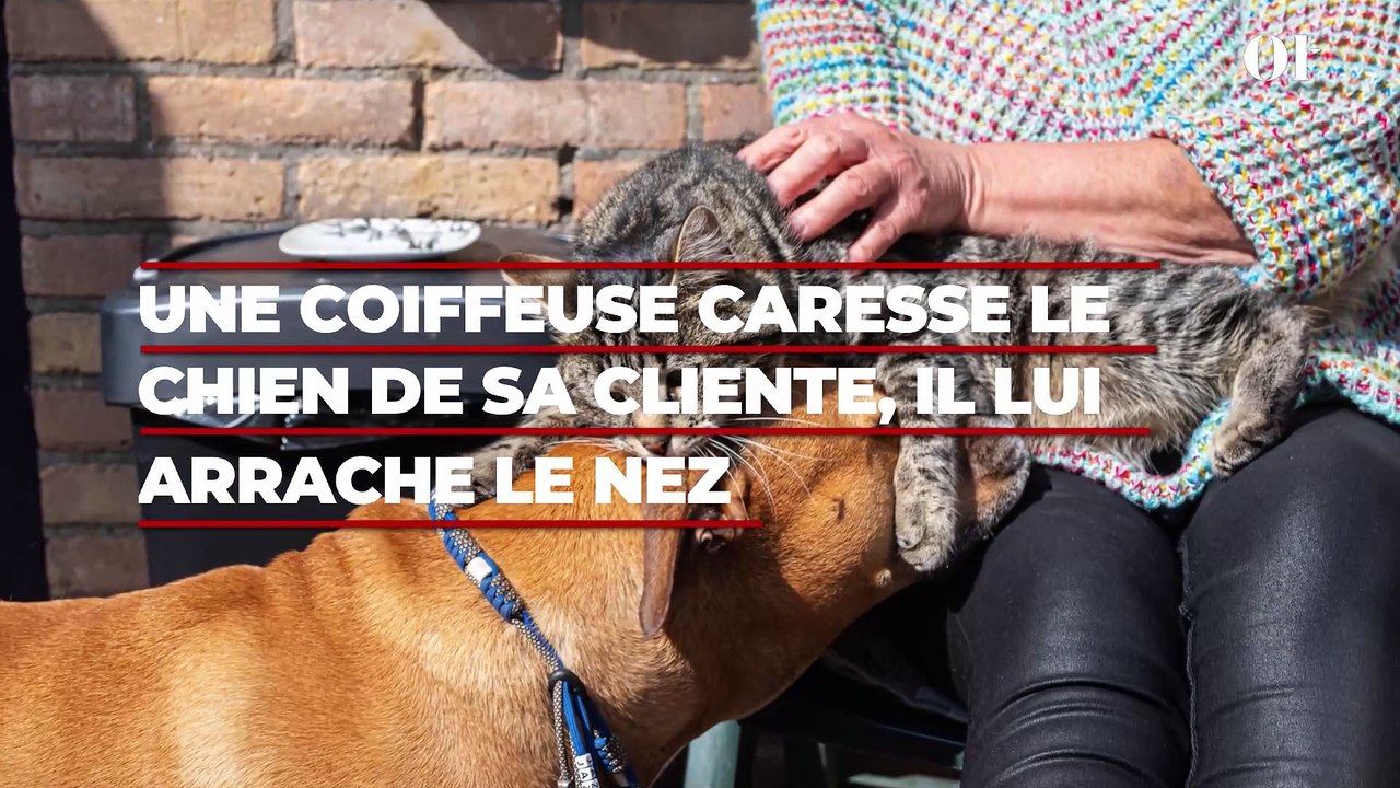 Une coiffeuse à domicile caresse le chien de sa cliente, il lui arrache le visage