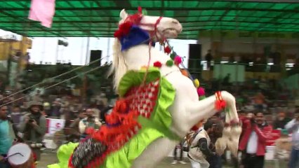 A dancing horse! Cruelty or legitimate entertainment_