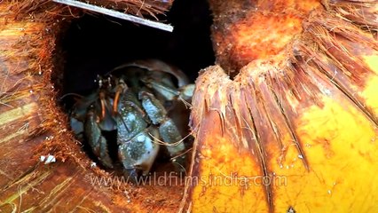 Good morning crabby_ Coconut home for a crab