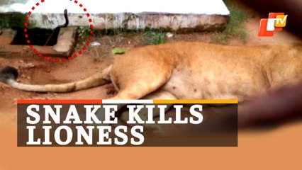 Lioness In Zoo Dies Of Snakebite