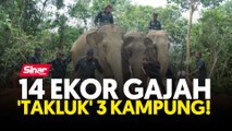 14 ekor gajah 'takluk' 3 kampung!