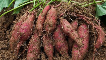 सफेद बालों को काला करने के लिए करें इन फलों का सेवन | Boldsky