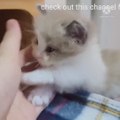 cat baby funny video, cute kitten, follow me for more interesting video