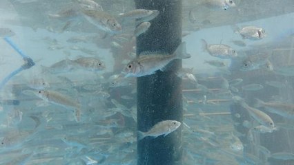 İZMİT KÖRFEZİ'NE 6 BİN BALIK DAHA BIRAKILDI --