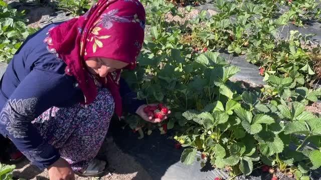 Kooperatifleşerek çilek yetiştiren kadınların hedefi yurt dışına açılmak