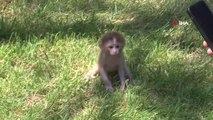 Çekmeköy'de utangaç yavru maymun hayvanat bahçesinin maskotu oldu