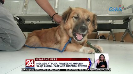 Mga aso at pusa, puwedeng ampunin sa QC Animal Care and Adoption Center | 24 Oras Weekend