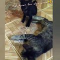 Tingkah lucu kucing ibu dan anak 