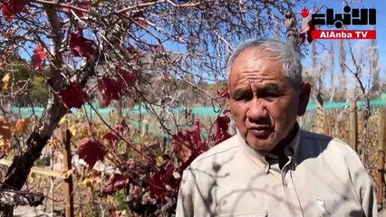 زراعة العنب في الصحراء