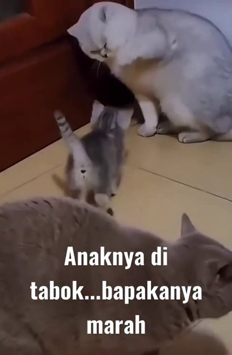 kucing lucu