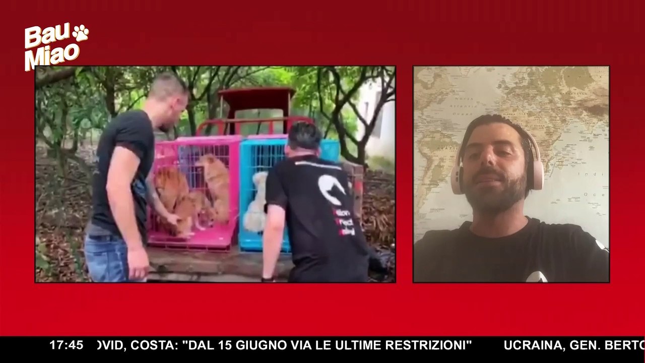 "Operazione Yulin" ▷ Salvare cani e gatti dai mattatoi cinesi | Bau Miao 7° puntata