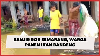 Banjir Rob Semarang, Warga Panen Ikan Bandeng Langsung Depan Rumah: Bawa Berkah?