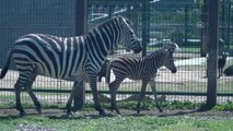 Hayvanat bahçesinin üyelerine yavru zebra da katıldı