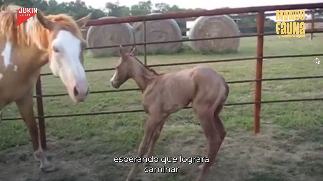 Así se ven los primeros pasos de un caballo recién nacido
