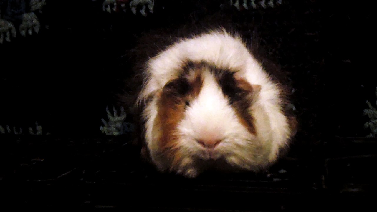CAVIA PORCELLUS DAVID 102_8547