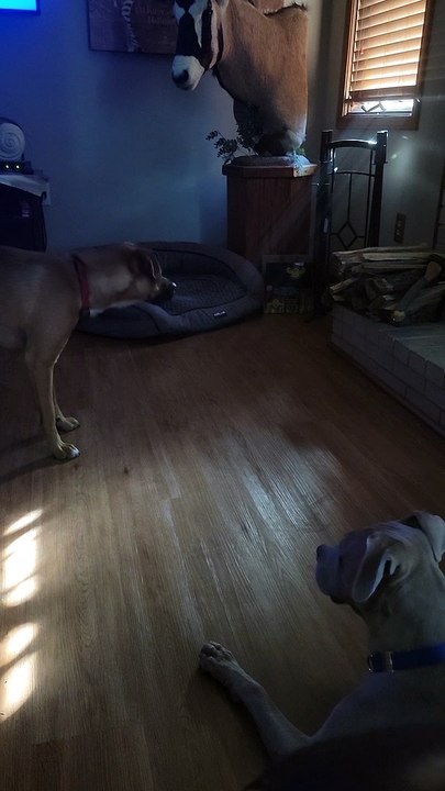 Dogs Try to Bite at Sunbeam