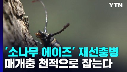 소나무 에이즈, 매개충의 '천적' 이용해 잡는다 / YTN