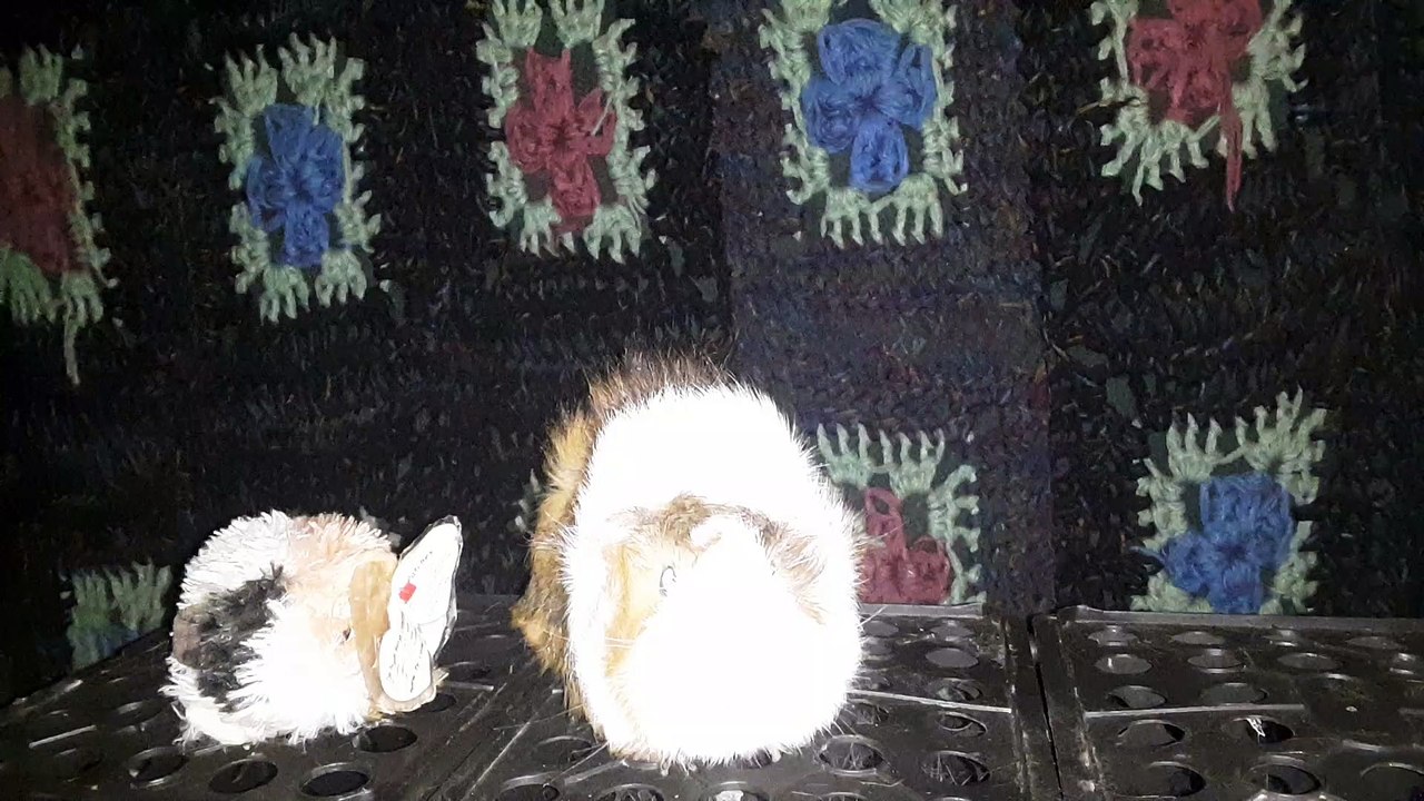CAVIA PORCELLUS DAVID 20210529_025519