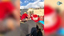 La imágen del ’VERGÜEFA’: aficionados del Liverpool pisoteandose en los accesos al estadio
