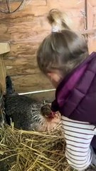 Little Girl's Interaction With Chicken Has Mom Cracking Up