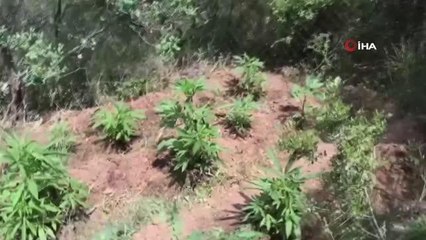 Ödemiş'te 130 kök Hint keneviri ele geçirildi