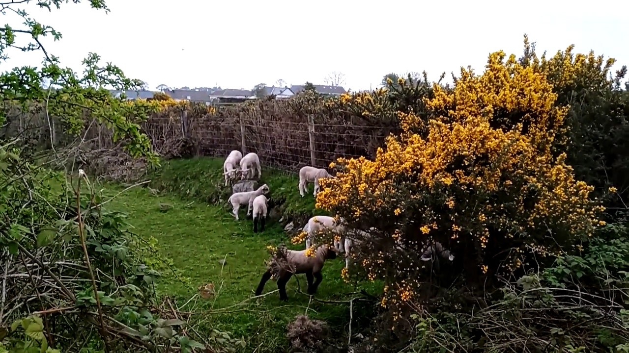 Spring lambs Ireland