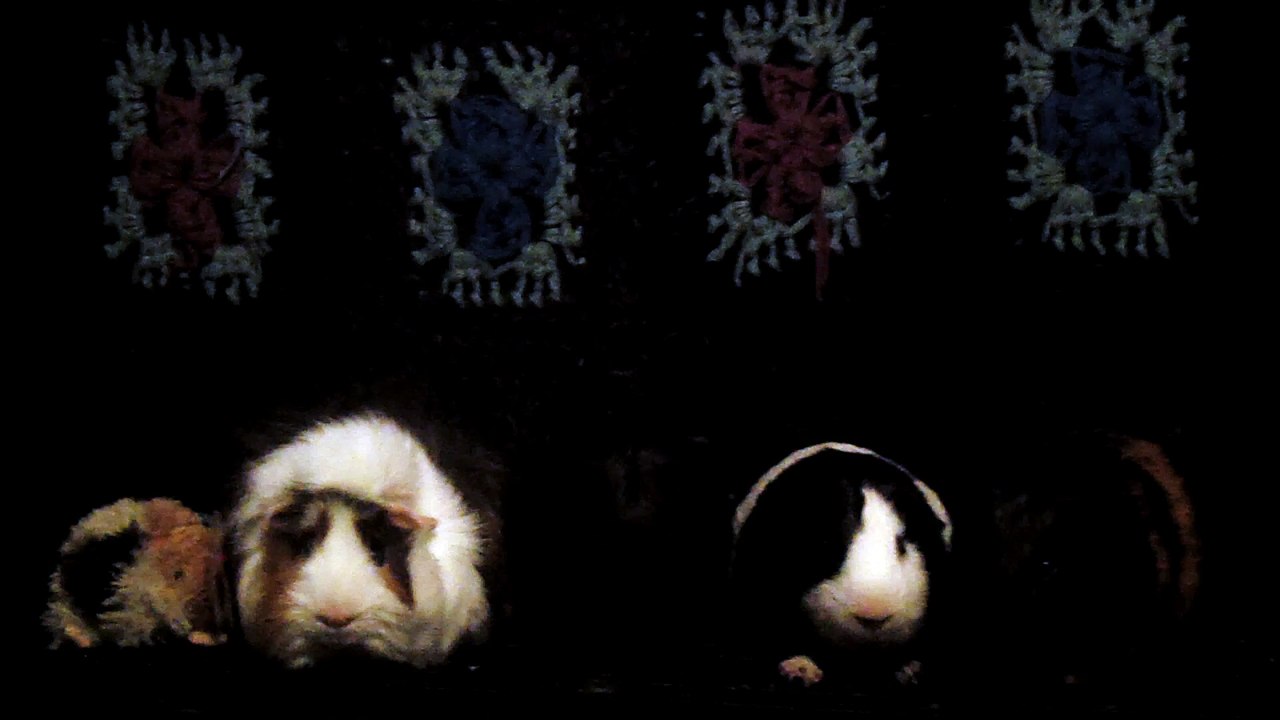 CAVIA PORCELLUS DAVID 102_8549