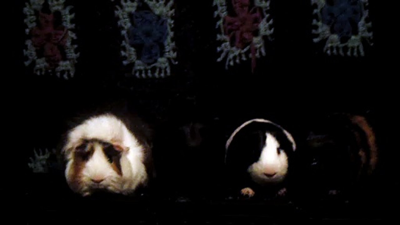 CAVIA PORCELLUS DAVID 102_8550