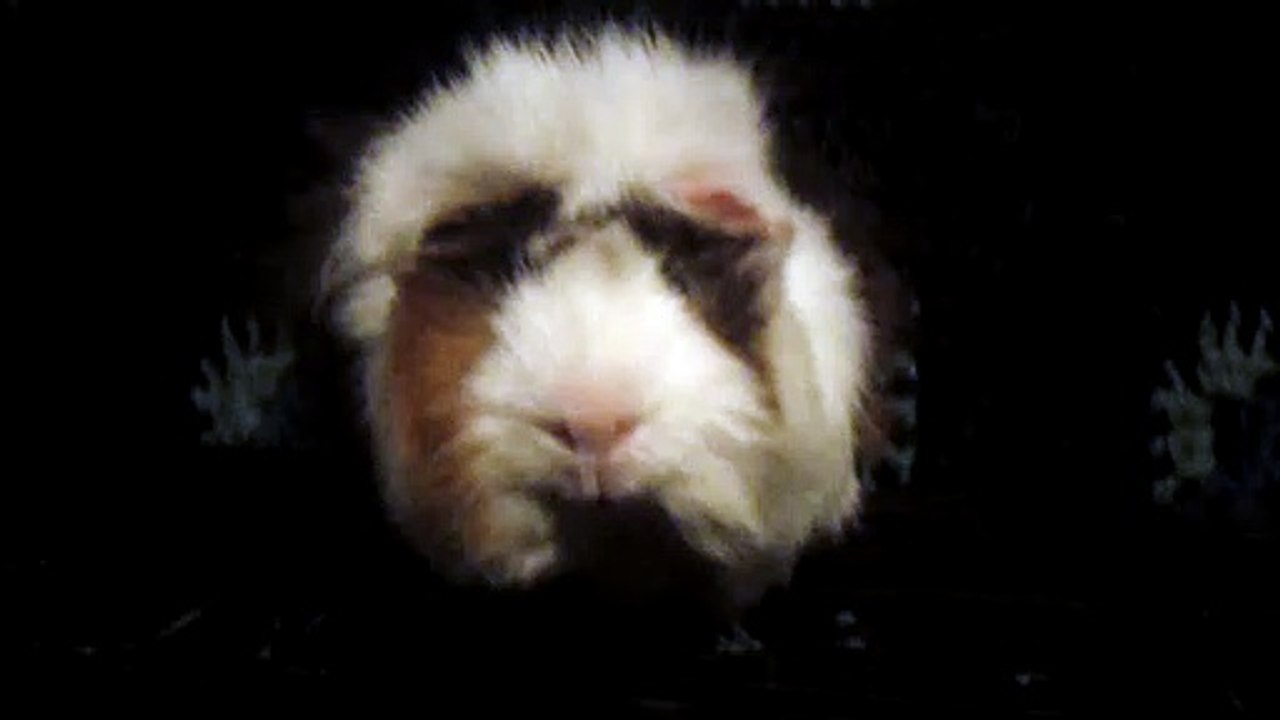 CAVIA PORCELLUS DAVID 102_8553