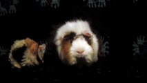 CAVIA PORCELLUS DAVID 102_8554