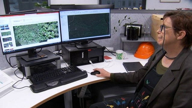 How drones are helping map Huon pines, Tasmania's ancient giant trees