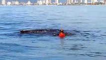 Baleia-jubarte é encontrada presa em rede de pesca em SC