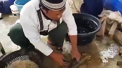 Begini cara menyembelih Lele yang benar Jangan dipukul atau digeprek??