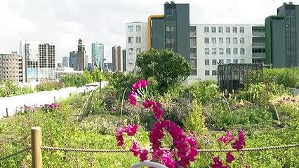 A Rotterdam, l'avenir de l'urbanisme sur les toits des immeubles