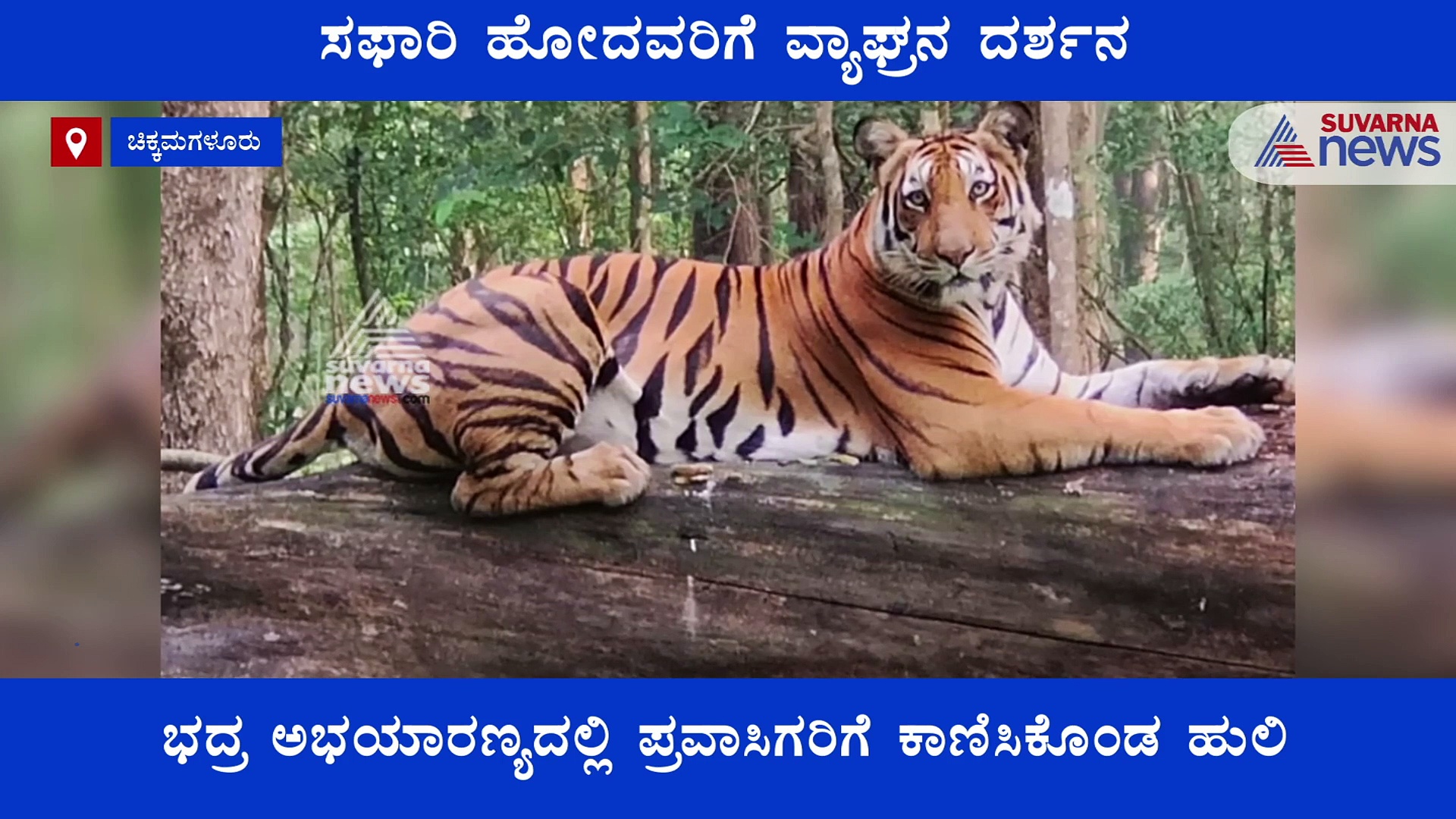 ಸಫಾರಿ ಹೋದವರಿಗೆ ವ್ಯಾಘ್ರನ ದರ್ಶನ : ಮರದ ಮೇಲೆ ಕುಳಿತ ಹುಲಿಯನ್ನ ನೋಡಿ ಫಿದಾ