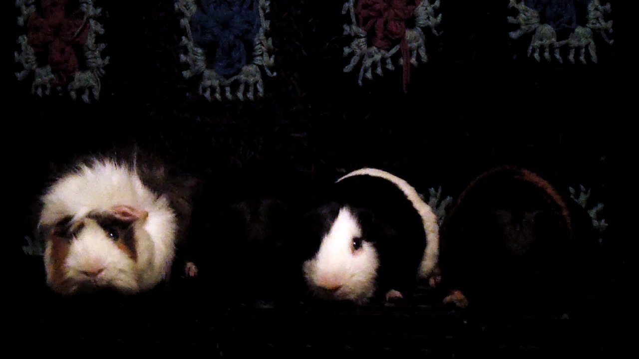 CAVIA PORCELLUS DAVID 102_8571