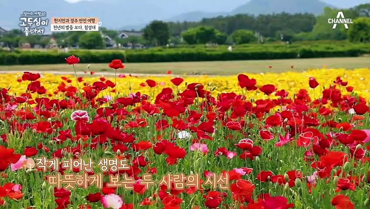 '한지민의 놀라운 영어 실력 (WoW)' 유창한 영어로 외국인 여행객과 대화하는 지민...