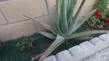 ALOE VERA DEJA TU PIEL SUAVE Y HERMOSA