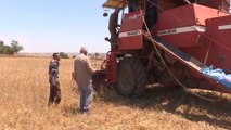 تراجع مستوردات القمح بسبب حرب روسيا على أوكرانيا في المغرب